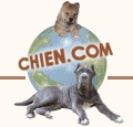 chien.com site des animaux  parle de dressemonchien.com