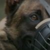 Formation maitre-chien 06- formation maitre-chien sécurité 83-video chien-chiot